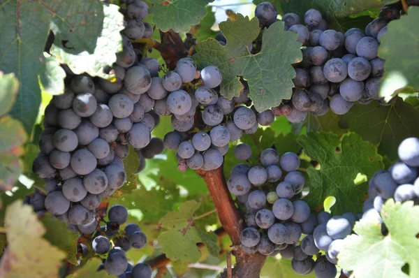 Wine Grapes — Stock Photo, Image