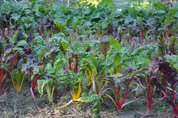 Raíz de otoño Verduras — Foto de Stock