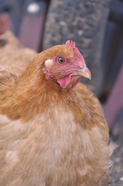 Free Range Chickens — Stock Photo, Image