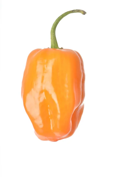 Pimenta Habanero laranja isolada — Fotografia de Stock