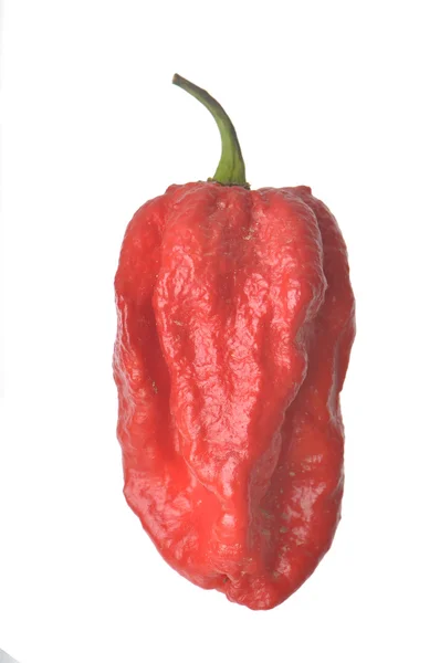 Poivre isolé Jonah Red 7 Pot — Photo