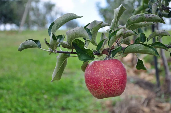 Huerto de manzana orgánica —  Fotos de Stock