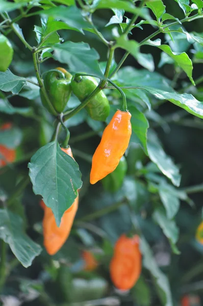 Hot Pepper Farm — Zdjęcie stockowe