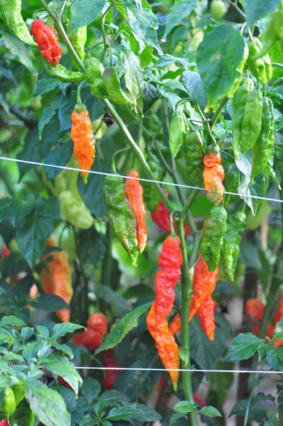 Hete peper boerderij — Stockfoto