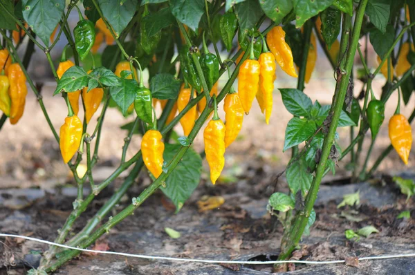 Quente Pepper Farm — Fotografia de Stock