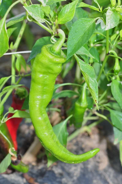 Hete peper boerderij — Stockfoto