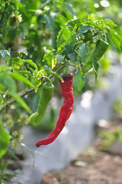 Hot Pepper Farm — Stock Photo, Image