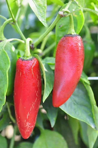 Hot Pepper Farm — Stock Photo, Image