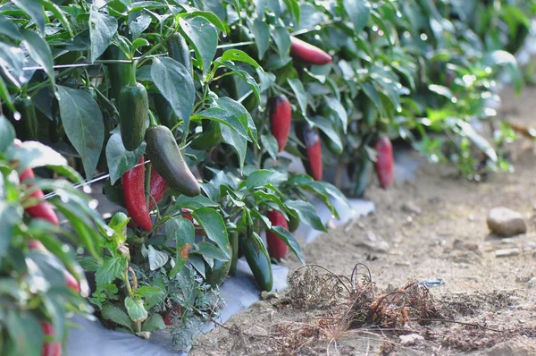 Quente Pepper Farm — Fotografia de Stock