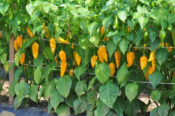 Csípős paprika Farm — Stock Fotó