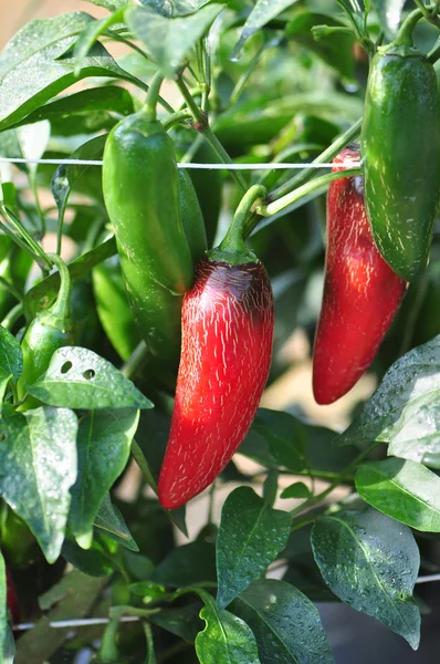 Granja de pimiento picante — Foto de Stock