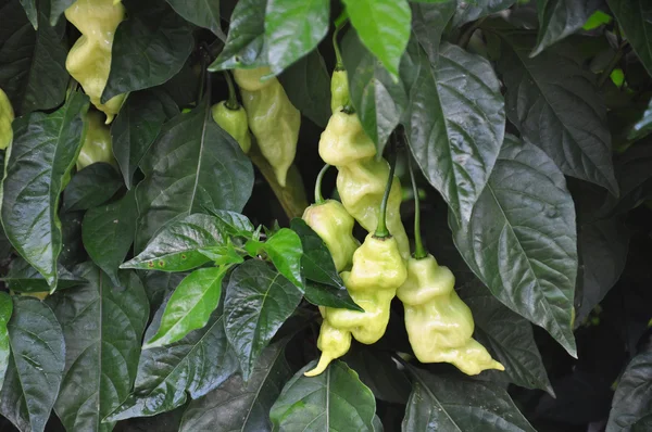 Granja de pimiento picante — Foto de Stock