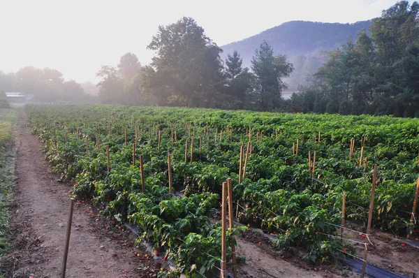 Hot Pepper Farm — Stock Photo, Image