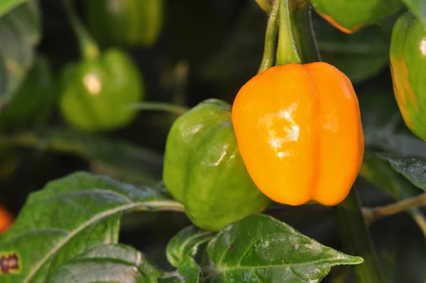 Quente Pepper Farm — Fotografia de Stock