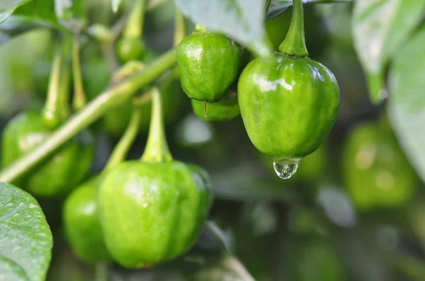 Hete peper boerderij — Stockfoto