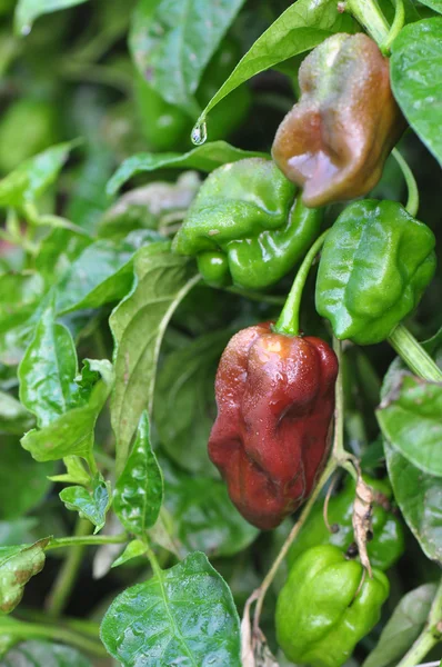 Hete peper boerderij — Stockfoto