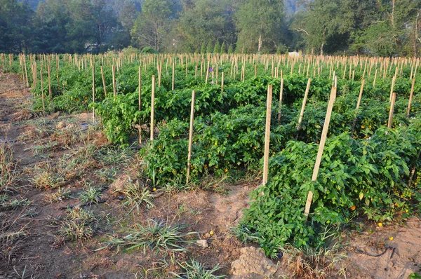 Hot Pepper Farm — Zdjęcie stockowe