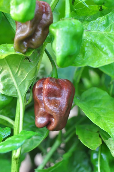 Granja de pimiento picante — Foto de Stock