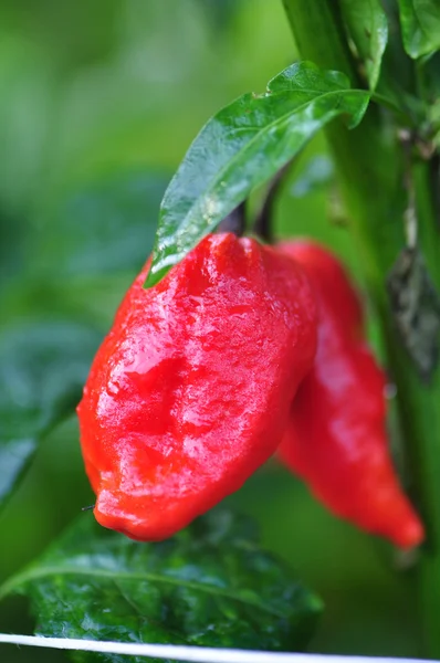 Granja de pimiento picante — Foto de Stock