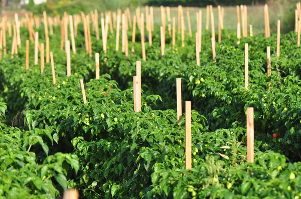 Paprika-Farm — Stockfoto