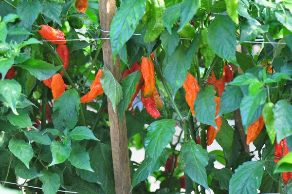 Hete peper boerderij — Stockfoto