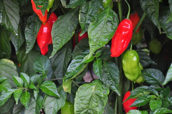 Hete peper boerderij — Stockfoto