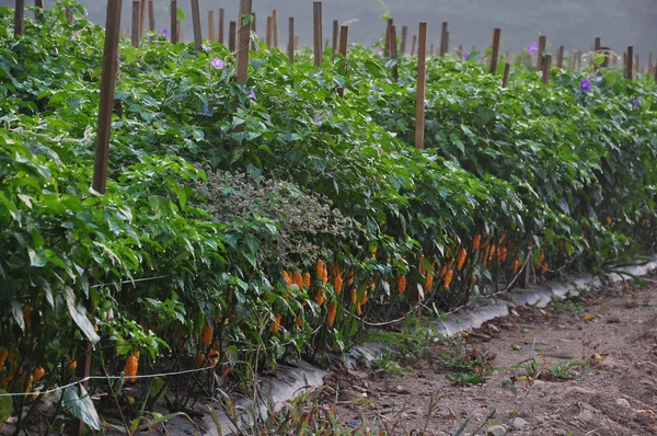 Quente Pepper Farm — Fotografia de Stock