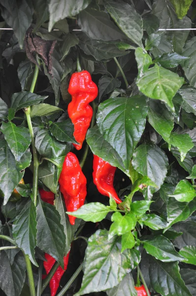 Hot Pepper Farm — Stock Photo, Image