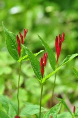 Hint pembe çiçekler