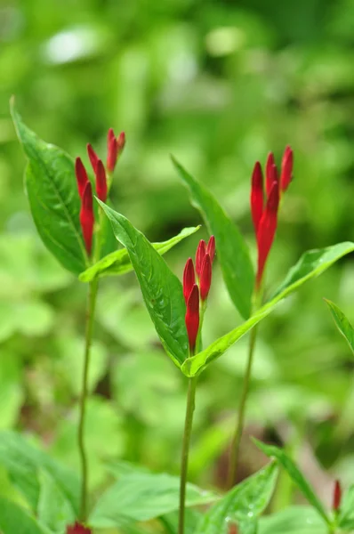 Hint pembe çiçekler