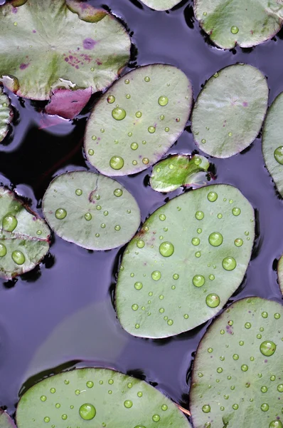 Almofadas de lírio — Fotografia de Stock