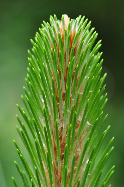 Pine Branch — Stock Photo, Image