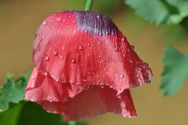 비 후 양 귀 비 꽃 — 스톡 사진