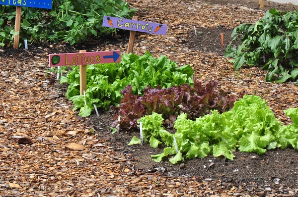 Garden Vegetables — Stock Photo, Image