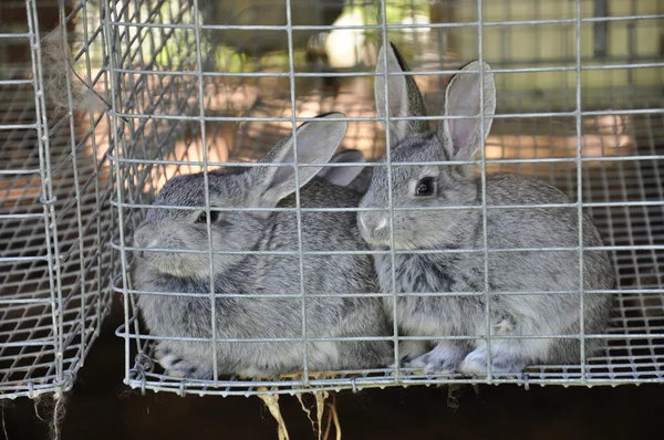 Farm Rabbits — Stock Photo, Image