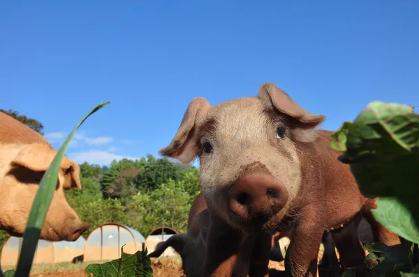 Cerdos de granja — Foto de Stock