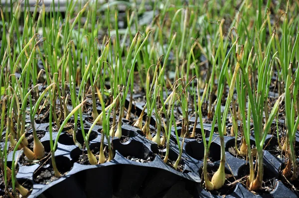 Onion Seedlings — Stock Photo, Image