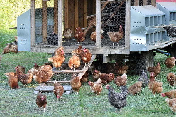 Free Range Chickens — Stock Photo, Image