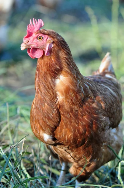 serbest çiftlik tavukları