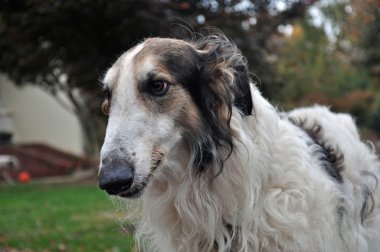 borzoy