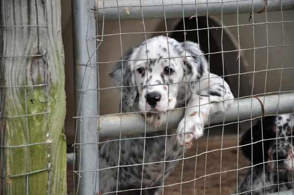 İngiliz setter köpekler