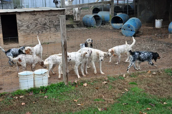 English Setter Dogs — Stock Photo, Image