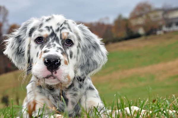 Engelsk setter hundar — Stockfoto