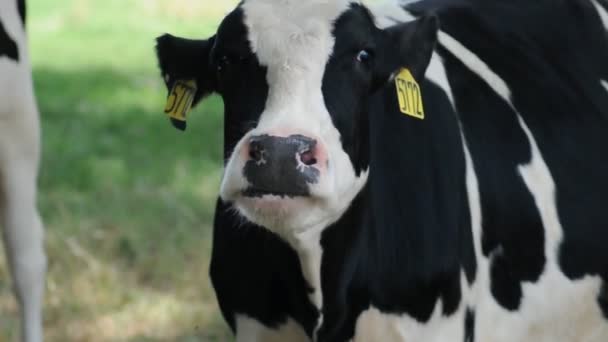 Vache laitière