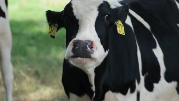 Dairy Cow — Stock Video