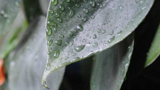 Caída de la lluvia sobre las hojas — Vídeo de stock