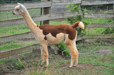 Evcil alpaka