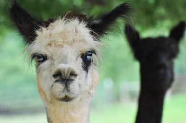 Evcil alpaka