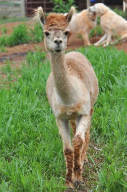Evcil alpaka