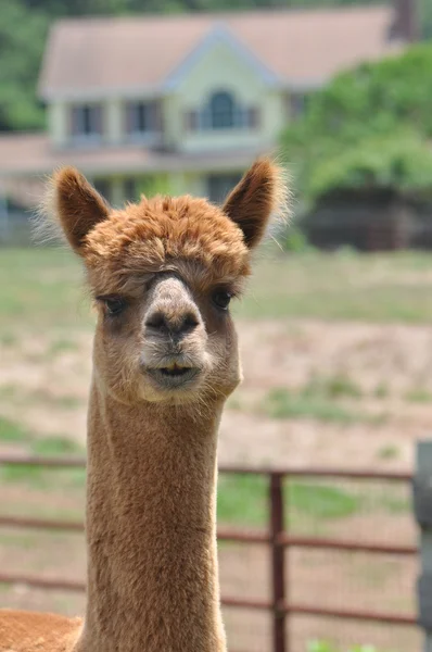 Alpacas domesticados — Fotografia de Stock